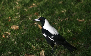 SA magpie
